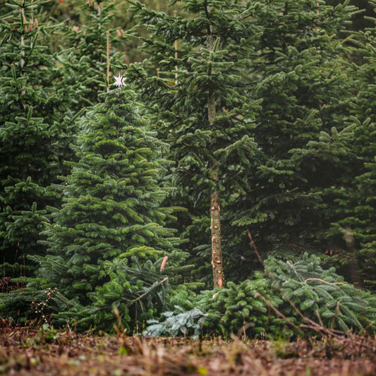 Festtagswahl: Welcher Baum eignet sich als Weihnachtsbaum?