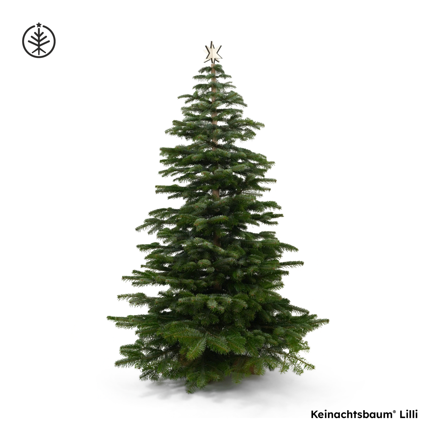 Keinachtsbaum® Lilli – Buchenholz, 180 cm