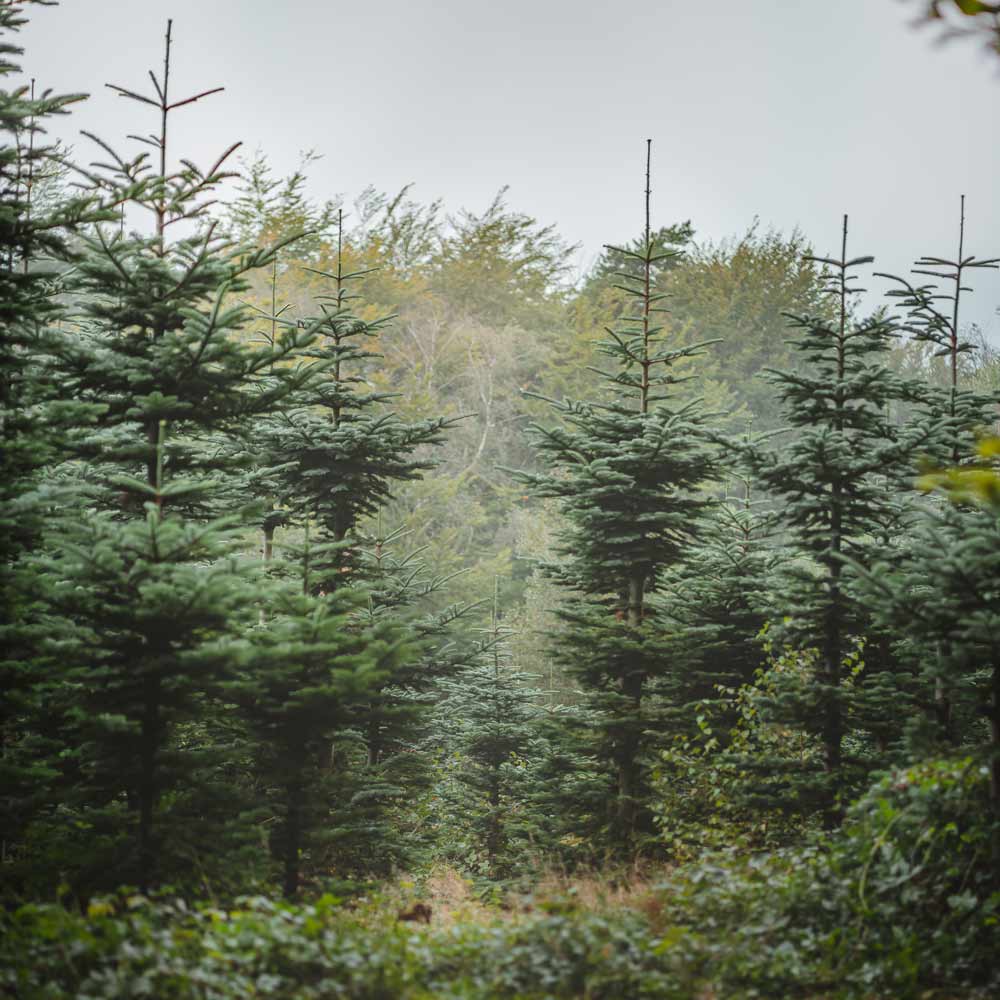 Nordmann-Zweige: Der unkomplizierte Klassiker