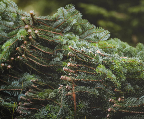 Tannenzweige statt ganzer Bäume