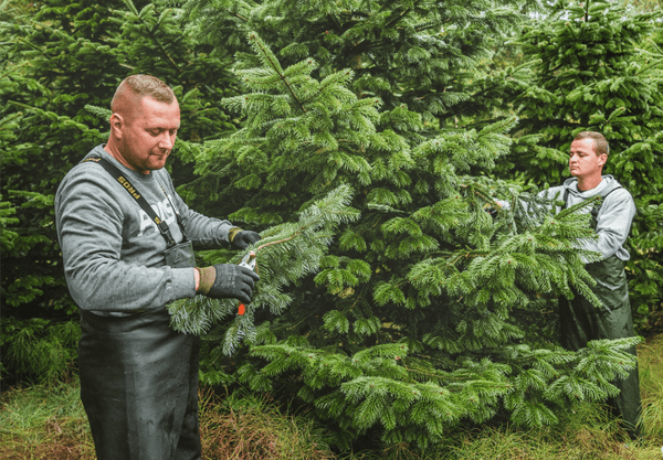 Zweig für Zweig entsteht er bald- ein Baum Zuhaus und doch im Wald