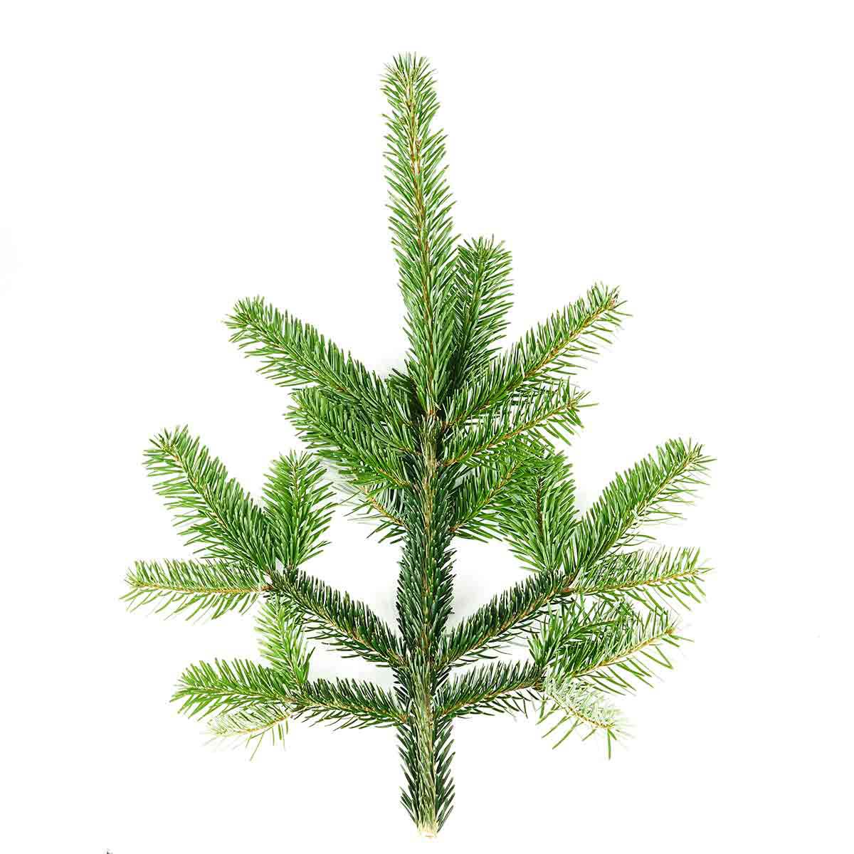 Nordmann-Zweige: Der unkomplizierte Klassiker