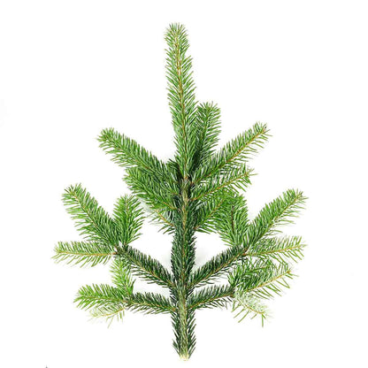 Nordmann-Zweige: Der unkomplizierte Klassiker