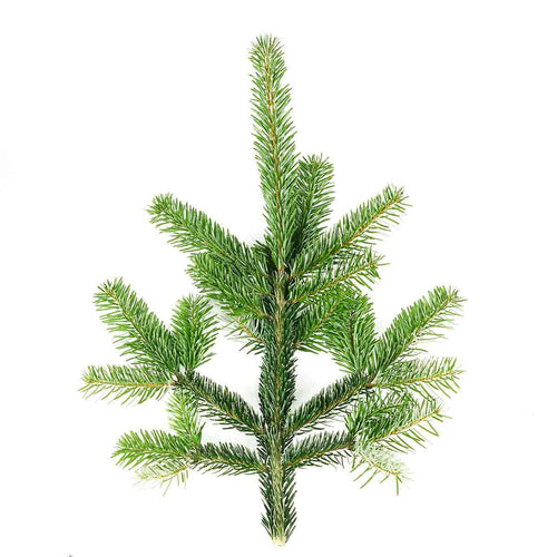 Nordmann-Zweige: Der unkomplizierte Klassiker