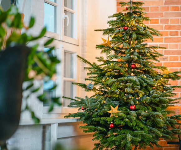 Grünere Weihnachten: Wie sinnvoll ist ein Bio-Weihnachtsbaum?