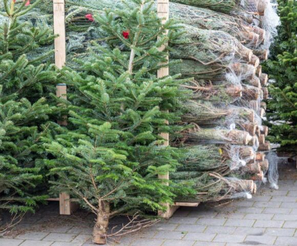 Gegen das Bäumefällen: Alternativen zum klassischen Weihnachtsbaum