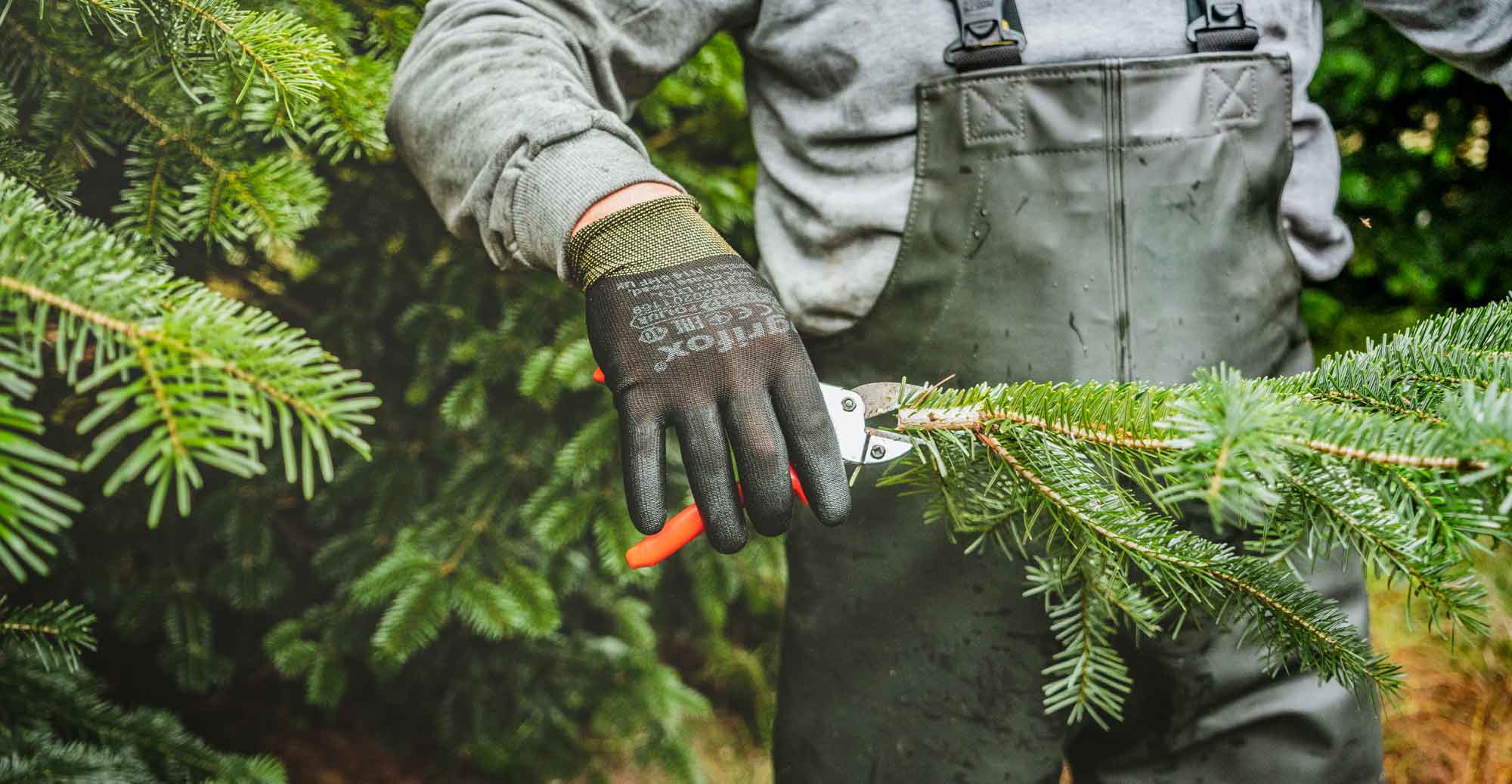 Bio Schnittgrün Tannenzweige für den Weihnachtsbaum aus nachhaltigem Anbau